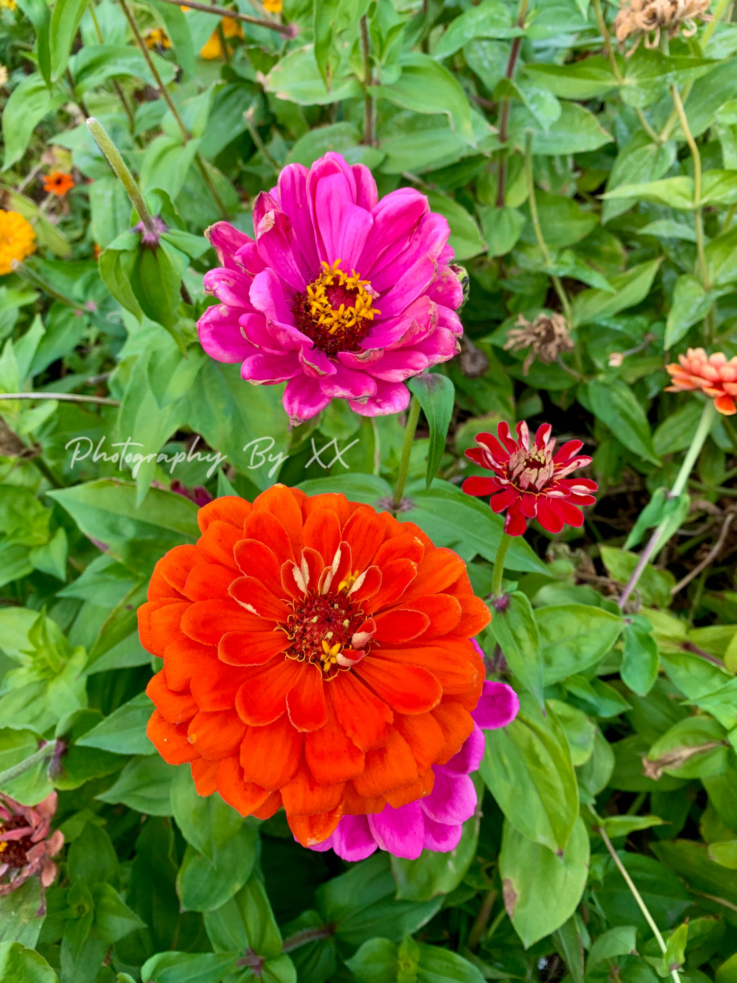 Zinnia and Dahlia Flowers